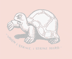 Fabian Tortoise Fabian Toroise